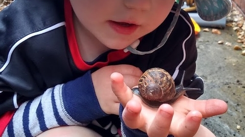 Snail Wildlings