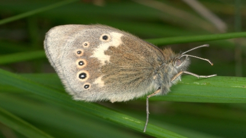 A large heath butterfly resting on a grass stem