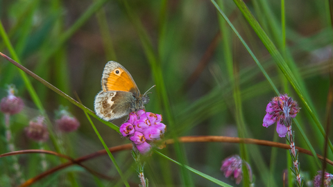 A large heath butterfly nectaring on a heather flower