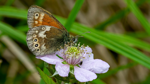 A large heath butterfly feeding on nectar from a flower