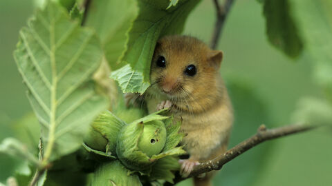 Dormouse cropped for banner