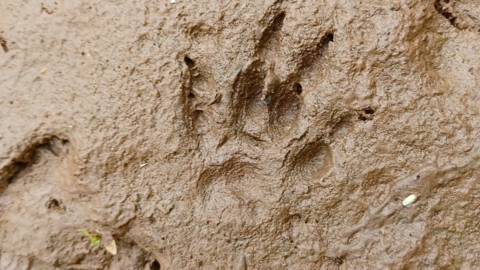 Tracks