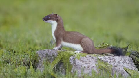 Stoat 