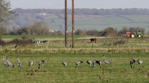 Juvenile Common / Eurasian cranes (Grus grus) recently released by the Great Crane Project onto the Somerset Levels and Moors foraging in pastureland with seven roe deer (Capreolus capreolus), cattle, a farmworker and his tractor in the background.