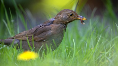 A female blackbird staling through the long grass of a lawn, with a worm in her beak