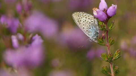 Silver-studded Blue butterfly