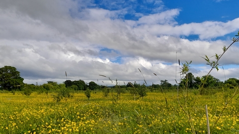 Holly Banks nature reserve