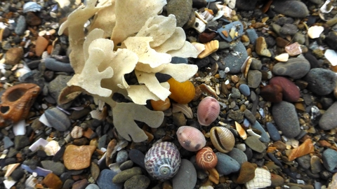 Seashore shells