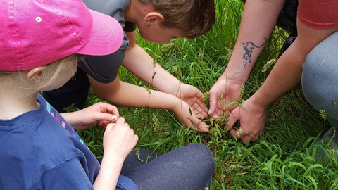 Man and children crouching, looking at insects in grass