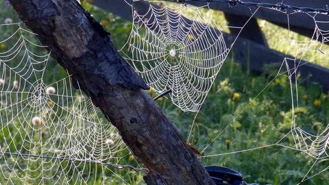 Spider webs on old fence