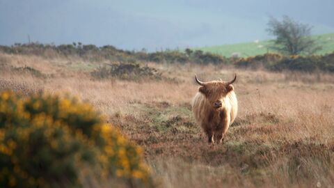highland cow in field
