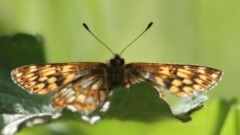 A Duke of Burgundy butterfly resting on a leaf, facing the camera. Its orange and brown wings are spread out, the sun shining through them like a stained glass window