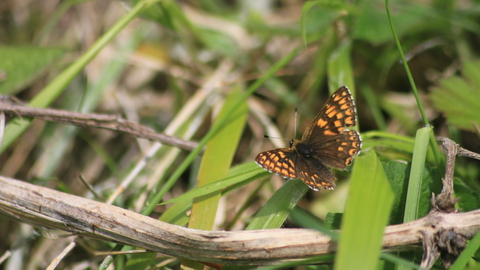 A Duke of Burgundy butterfly resting on a leaf, its wings spread showing a mosaic of orange and brown