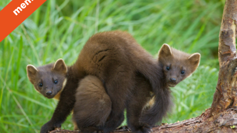 Two pine martens on a log