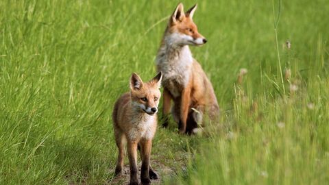 An adult fox and cub in a meadow.