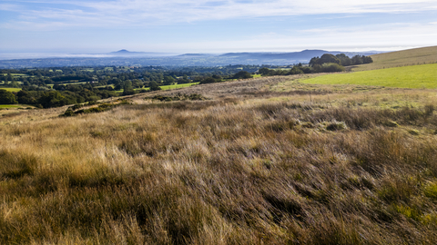 wet rushes infront of a view across the Shropshire Hills