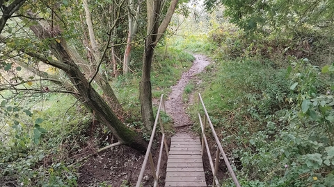 Pathway in wooded area