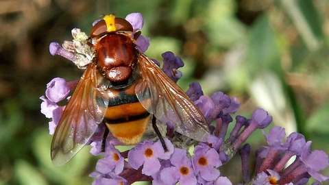 Hornet mimic hoverfly perched on purple flowers
