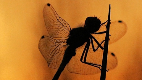 A Black Darter dragonfly against the sun