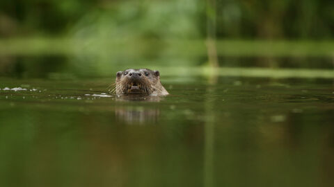 Otter in river