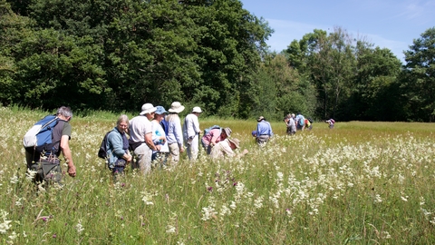 People walking through a meadow