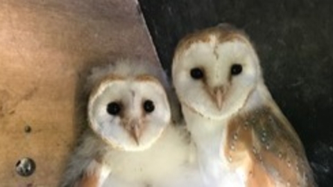 Two Barn owlets in a nest box