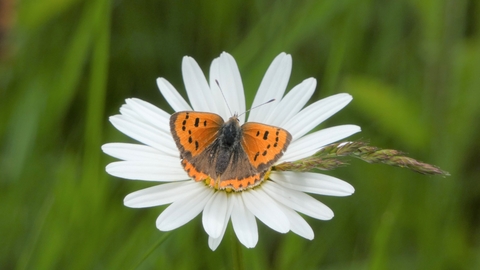 Small copper butterfly on daisy