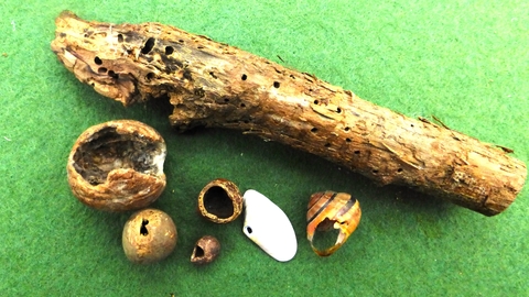 Collection of nibbles shells, nuts and wood