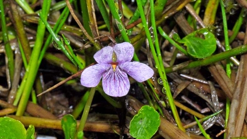photo of Marsh violet taken on Cramer Gutter