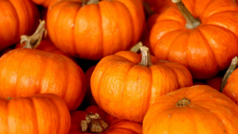 An assortment of pumpkins
