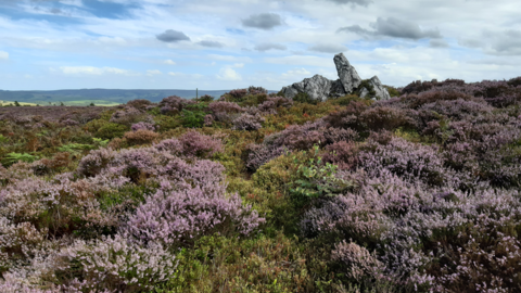 Rocky outcrop surrounded by purple heather