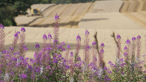 Field being harvested with pink flowers in front