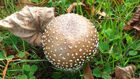 Mushroom