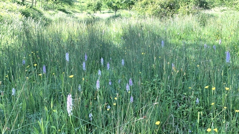 Species Rich Grass Pasture
