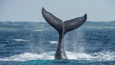 Blue Whale