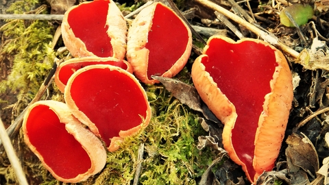 Collection of Scarlet Elf Cup