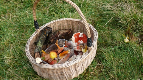 Basket full of fungi finds