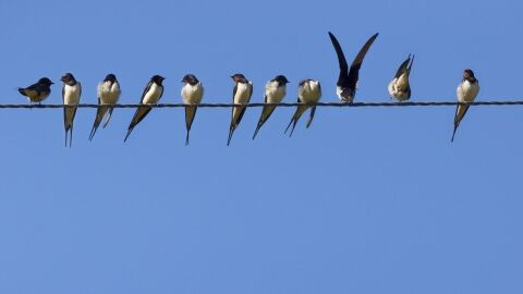 Birds on a line