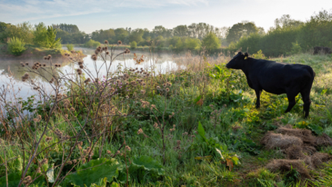 Cow in field