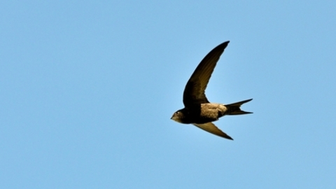 Swift in flight