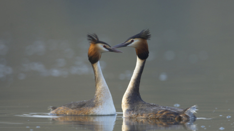 Great crested crebes