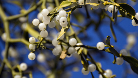 Mistletoe