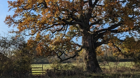 Oak tree in autumn
