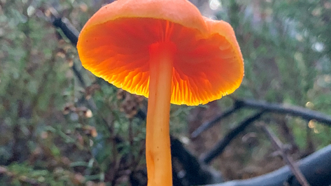 Waxcap