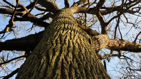 Oak tree