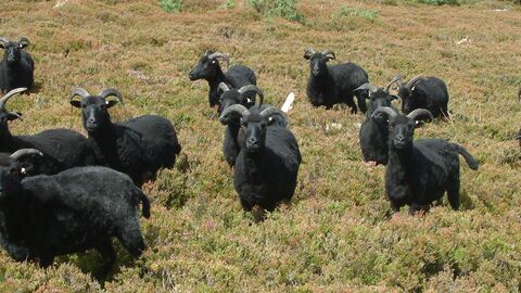Hebridean sheep