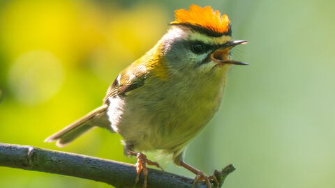 Firecrest in Shropshire with crest raised