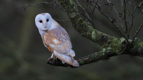 Barn Owl perched