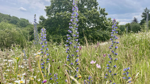 Flowers in the meadow at Nant Valley