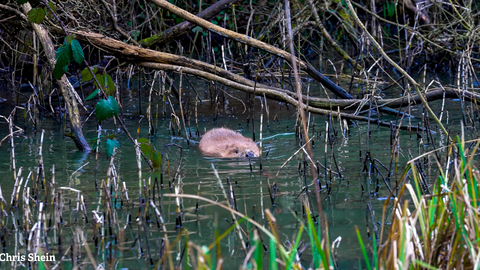 Photo of beaver